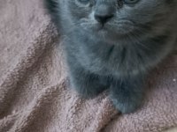 British shorthair safkan