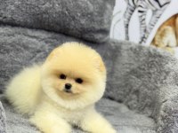 Güzeller Güzeli Pomeranian Oyuncu Yavrularımız
