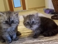 Satılık 2 aylık british Shorthair