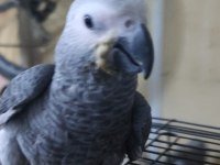 Bebek jako papağanı bir bacağı içeri basmaktadır