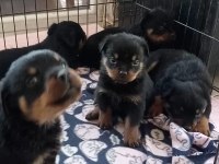ONLAR BİR DÜNYA ROTTWEİLER ŞAMPİYONU TORUNLARI