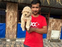 Toy poodle yavrusu
