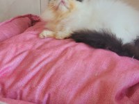 Full şecereli şampiyon kan hattı exotic shorthair snoppy