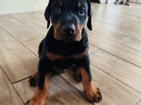 İsteğe Özel Estetikli Doberman