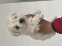 EN MİNİ BOY BİRBİRİNDEN GÜZEL MALTESE BEBEKLERİMİZ