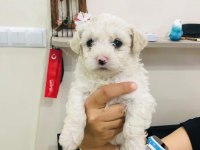 Maltipoo yavruları