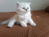 british longhair tatlı oğlumuz