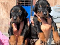 Doberman yavruları