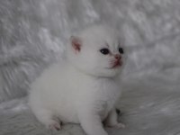 SAFKAN BRITISH SHORTHAIR BEBEKLER