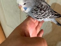 25, 26 ve 27 GÜNLÜK KUSURSUZ 3 ERKEK JUMBO BEBEK MUHABBET