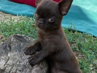 Chokolate erkek 4 aylık yavru. chihuahua