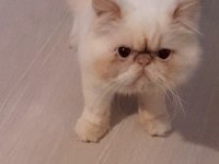 Kedilerimi baba oğul sahiplendiriyorum