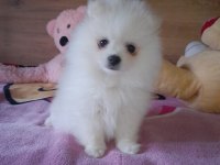 Pomeranian boo teddy bear 2 aylık beyaz dişi