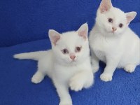 MAVİ BONCUKLAR TESLİME HAZIRDIR