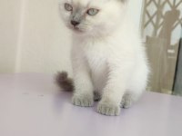 2 aylık dişi blue point british shorthair