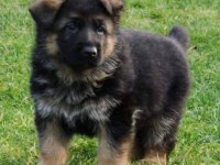 Ruhsatlı Resmi İşletmeden Taksit Avantajıyla K9 Alman Kurdu
