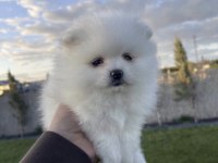 Pomeranian Boo Köpekleri