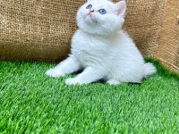 4 adet dişi british shorthair yavrumuz yeni yuvasını arıyor