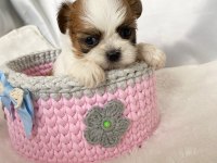 kaymak shih-tzu bebişler (şitsu)