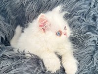 Safkan sağlıklı iran kedisi yavruları