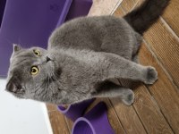 8 aylık erkek scottish fold