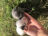 French bulldog minikler yeni doğdu