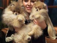 Pomeranian Boo Yavrularım