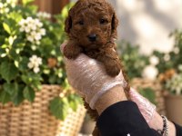 RED TOY POODLE YAVRULARIMIZ