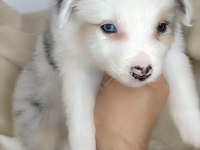 Efsane border collie yavrular