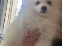 Sahibinden pomeranian köpeğimiz