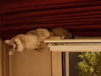 Efso ikiz kediler TRUFFLES ve OLLIE (beraber veya tek)