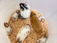 Suriye Hamster