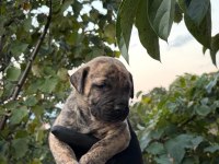 Sağlam kan presa canario yavru