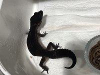 Black Night Leopard Gecko