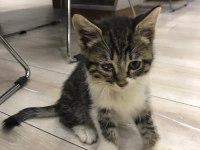 3 TANE TEKİR KEDİMİZ İÇİN YUVA ARIYORUZ