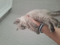 MİNİK KEDİCİKLER ORJİNAL