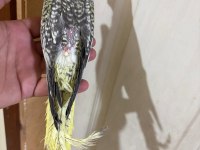 Evlere Maskot 50 Günlük Sultan Bebek