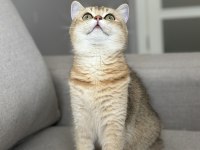 Ny11 dişi british shorthair