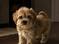 Gerçek TEACUP MALTİPOO isteyenler ulaşsın