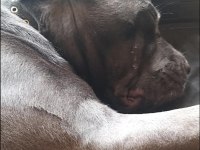 A ŞECERELİ CANE CORSO ŞAMPİYONLAR SOYUNDAN SON YAVRU