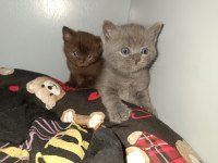 Cinnamon ve lilac british bebeklerim ailelerini arıyor