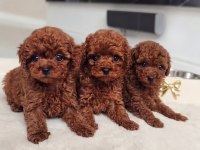 Show Kalite Yurtdışı Girişli Kore Toy Poodle Yavrular