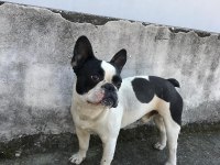 1 yaşında bulldog tüm aşıları mevcuttur