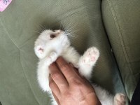 2,5. aylık scottish fold