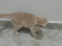 Üç aylık british shorthair