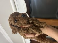 ÖMÜR BOYU IRK GARANTİLİ KIVIR KIVIR TOY POODLE BEBEKLER