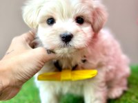 SAFKAN MALTESE TERRİER