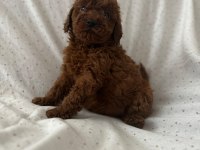 Red brown toy poodle erkek dişi