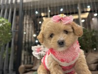 maltipoo bebeğim sila