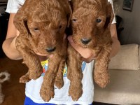 Red Brown Toy Poodle Yavrular
